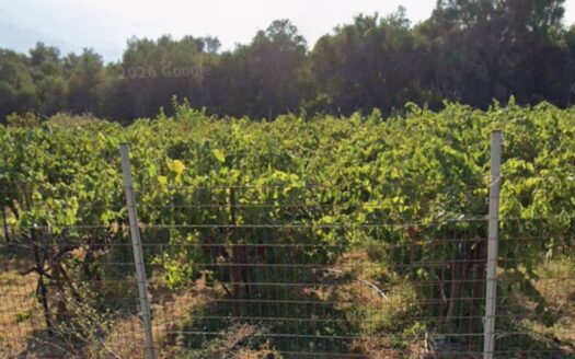 Vamos, land (vineyard) for sale